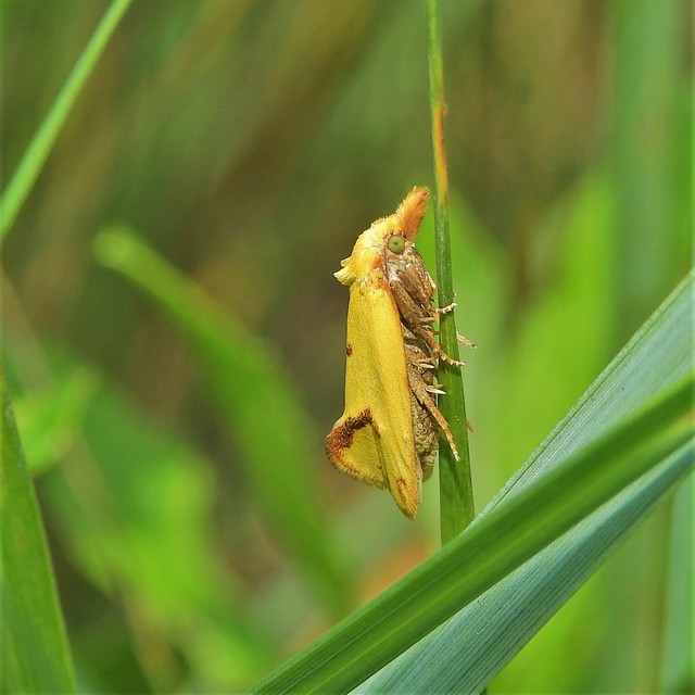 Agapeta hamana - közönséges sárgamoly