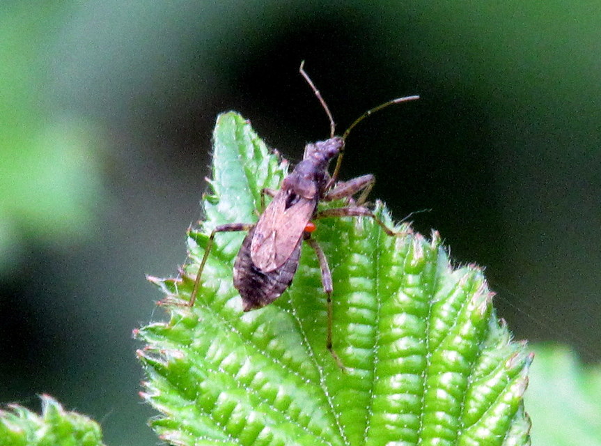 Himacerus