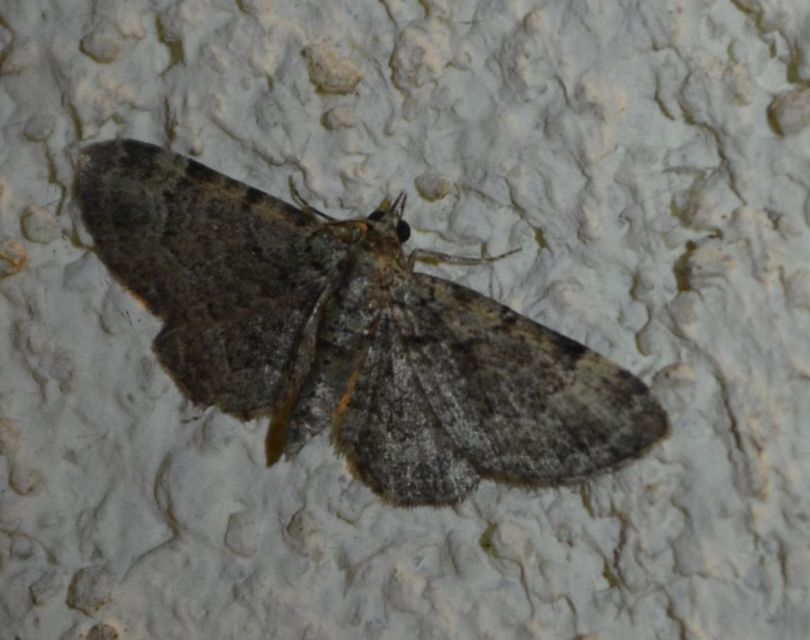 Pasiphila rectangulata - almavirág-araszoló