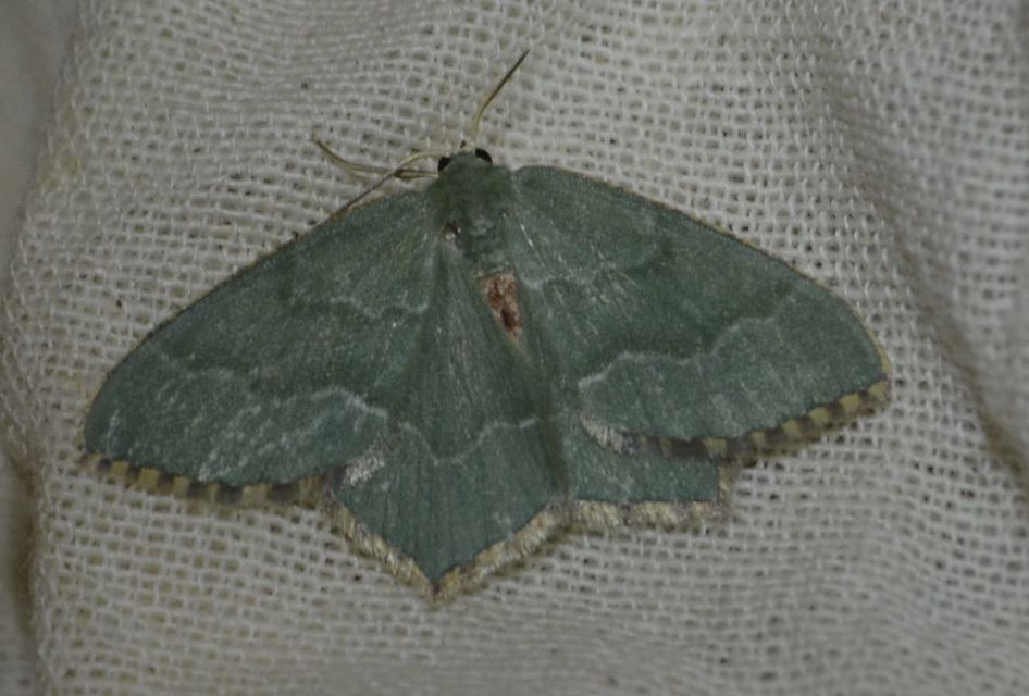 Hemithea aestivaria - nyír-zöldaraszoló