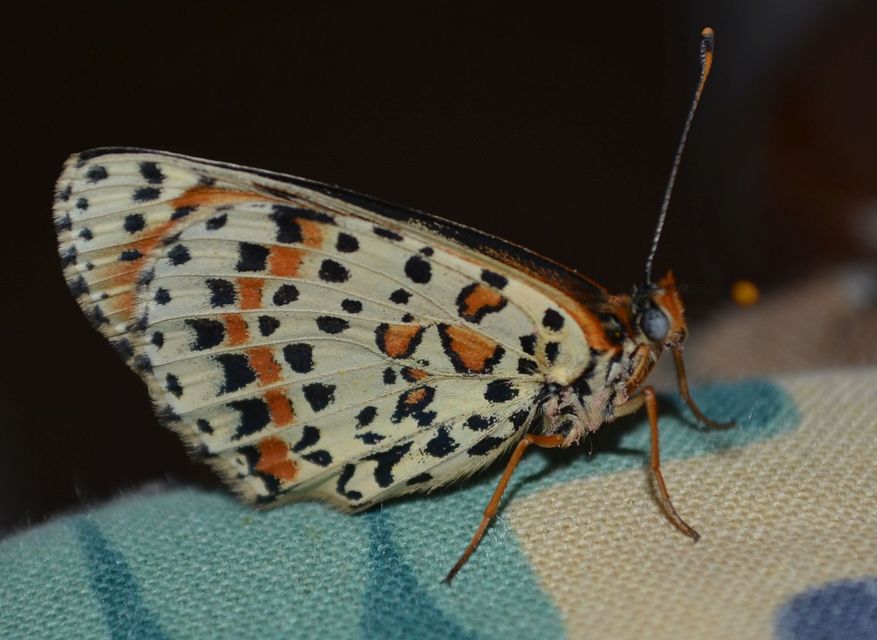 Melitaea didyma - tüzes tarkalepke