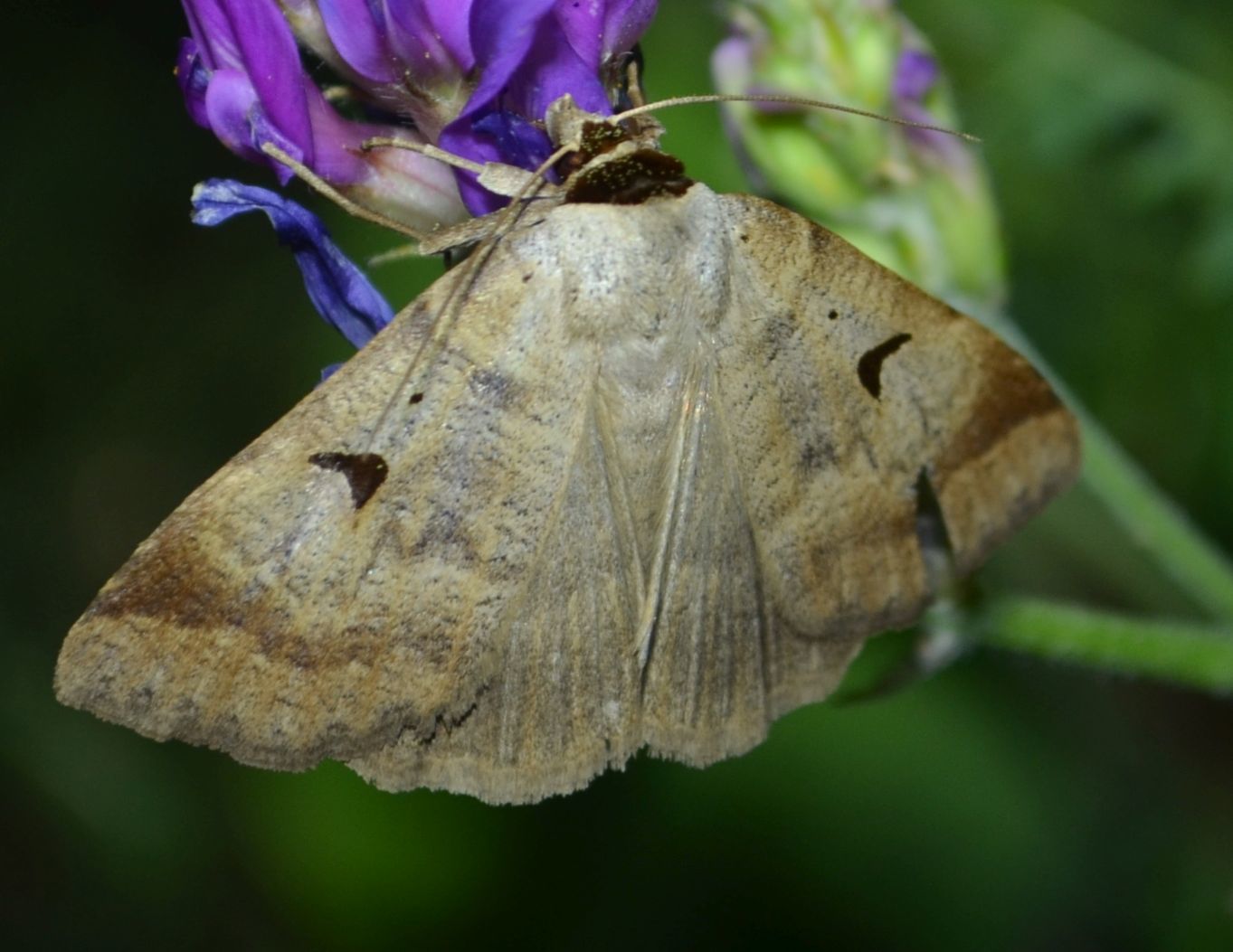 Lygephila lusoria - nagy csüdfűbagoly