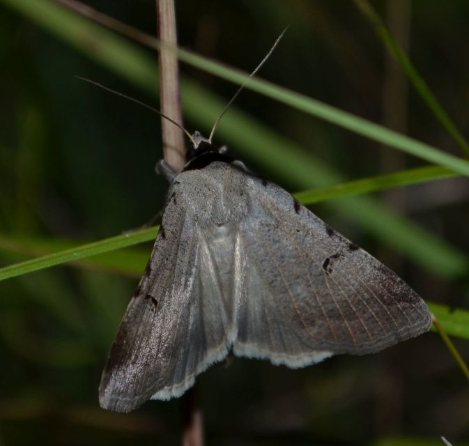 Lygephila craccae - gyakori csüdfűbagoly