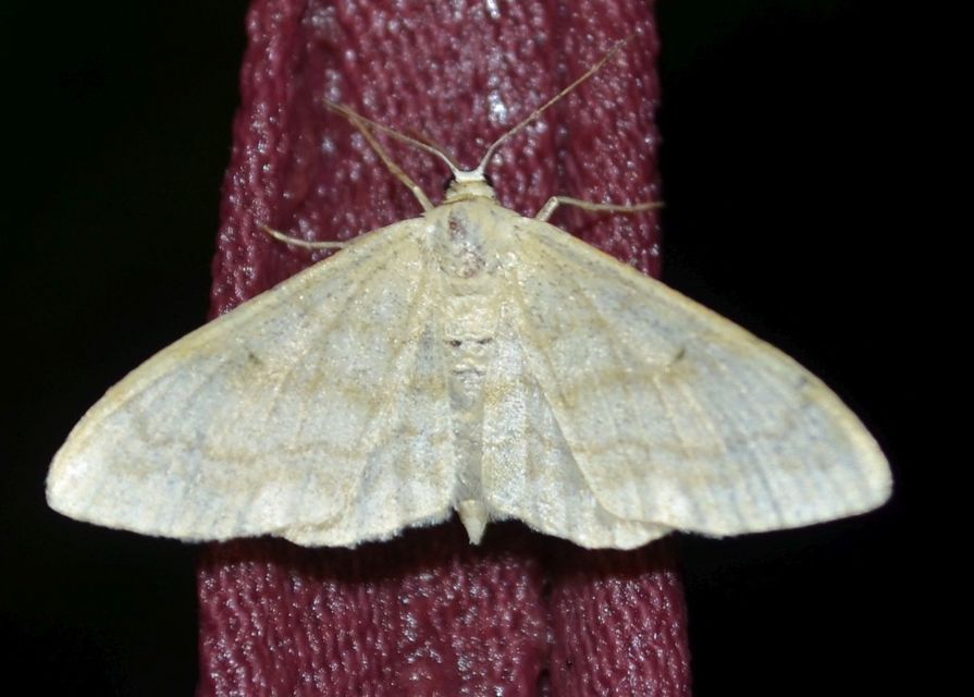 Idaea deversaria - egyszínű sávosaraszoló
