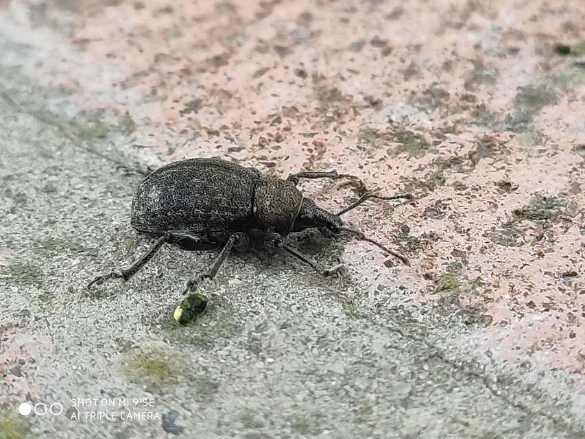 Otiorhynchus ligustici - vincellér-gyalogormányos