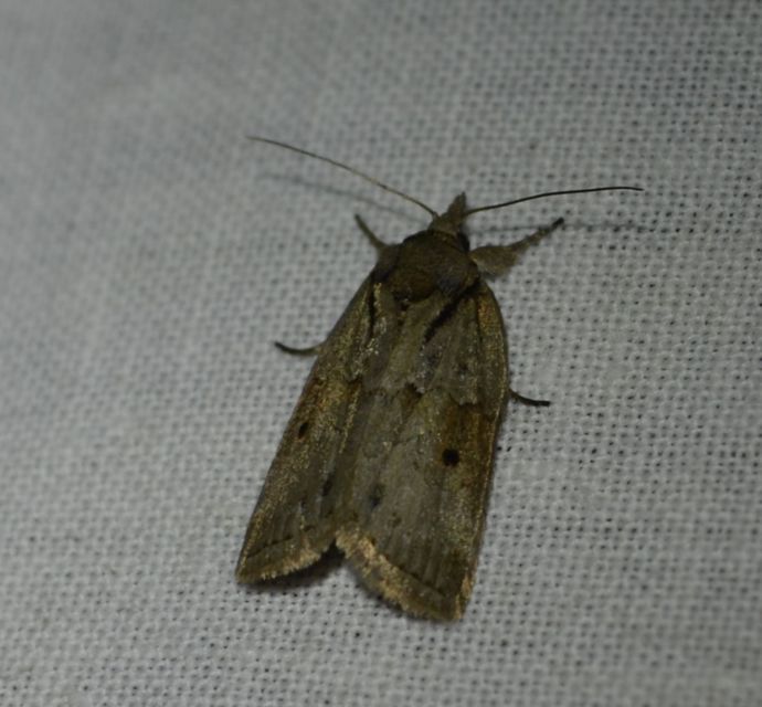 Nycteola asiatica - nyárfa-trapézbagoly