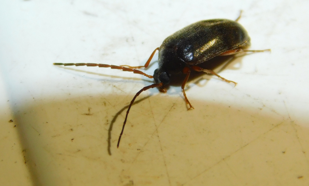 Hymenalia rufipes - rőtlábú alkonybogár