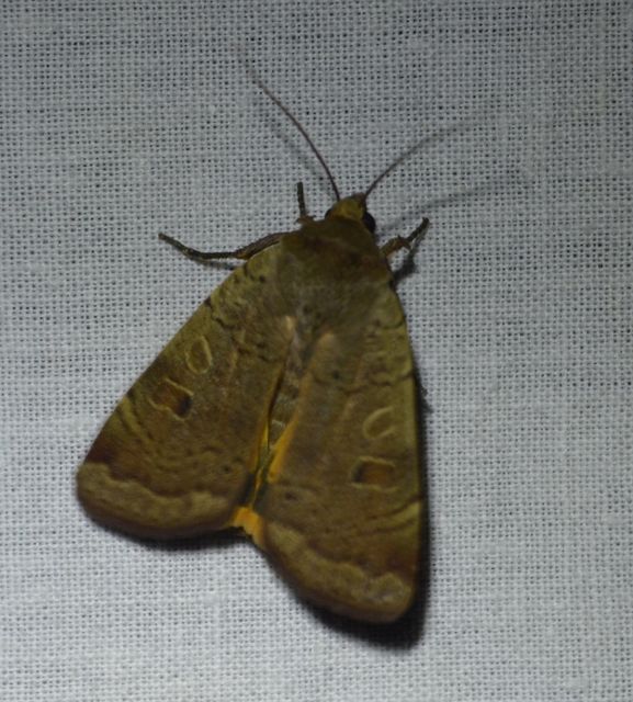 Noctua comes - kis sárgafűbagoly