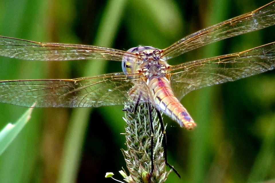 Sympetrum fonscolombii - vándor katona-szitakötő