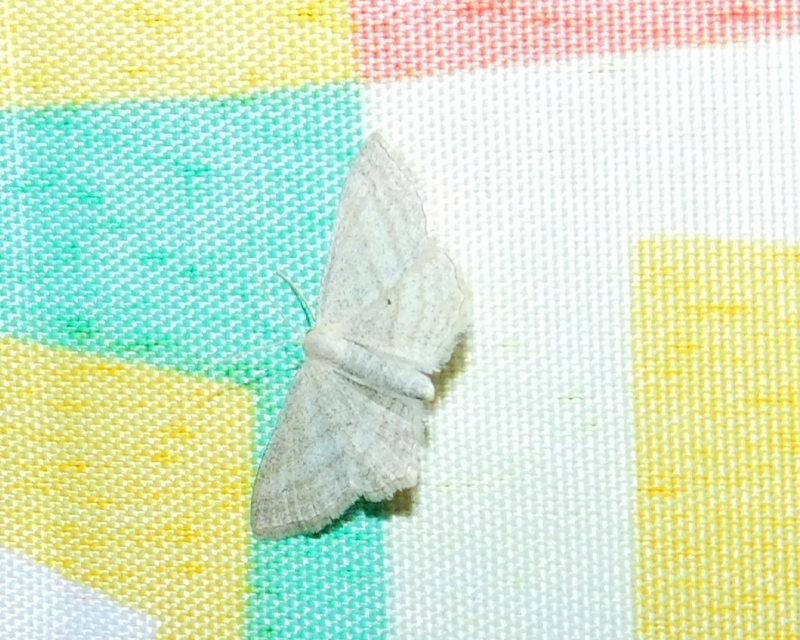 Scopula virgulata - vesszős sávosaraszoló