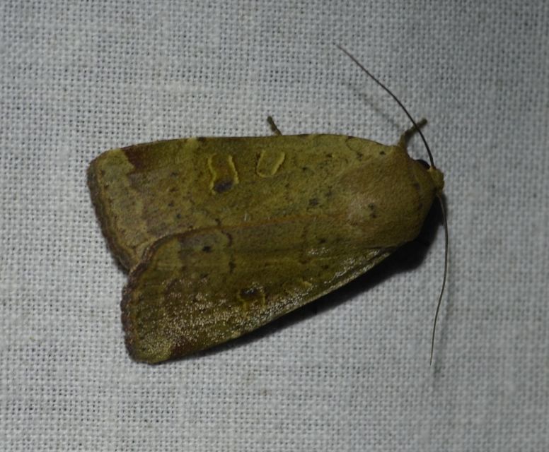 Noctua comes - kis sárgafűbagoly