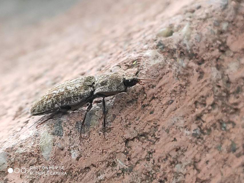Agrypnus murinus - egérszínű pikkelyespattanó