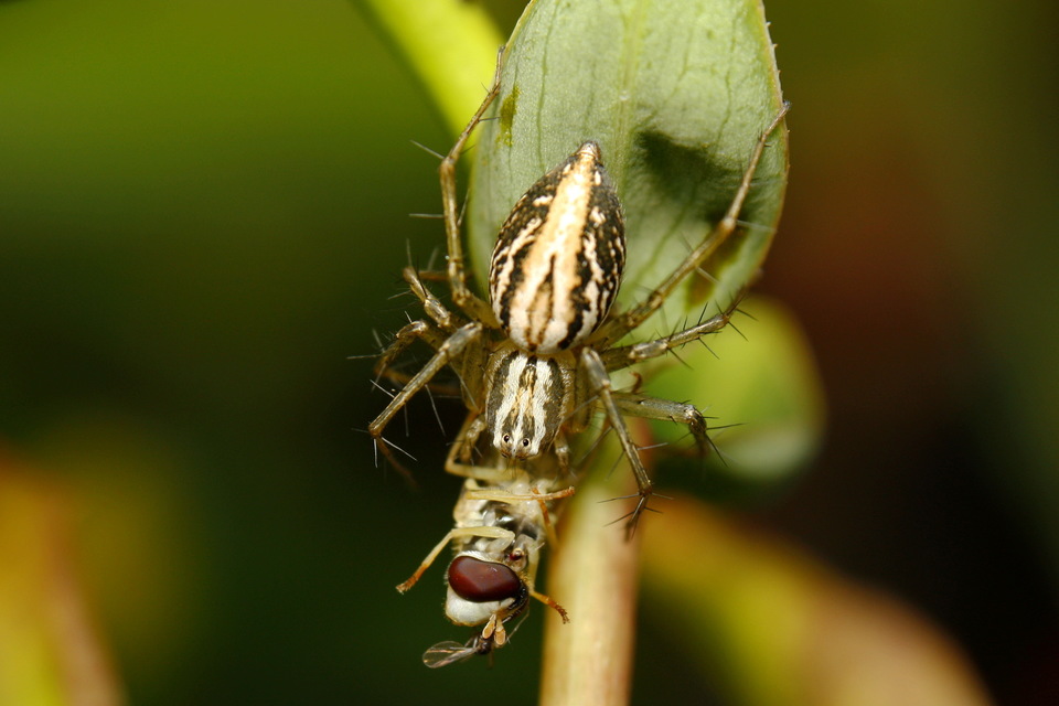 Oxyopes lineatus