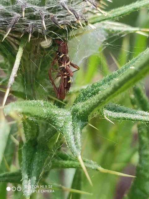 Neoclytus acuminatus - amerikai darázscincér
