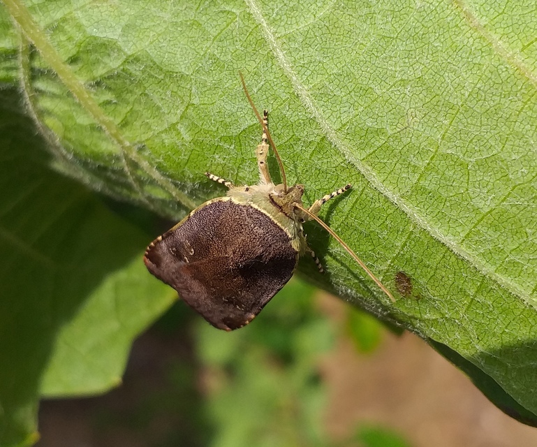 Noctua janthe/janthina