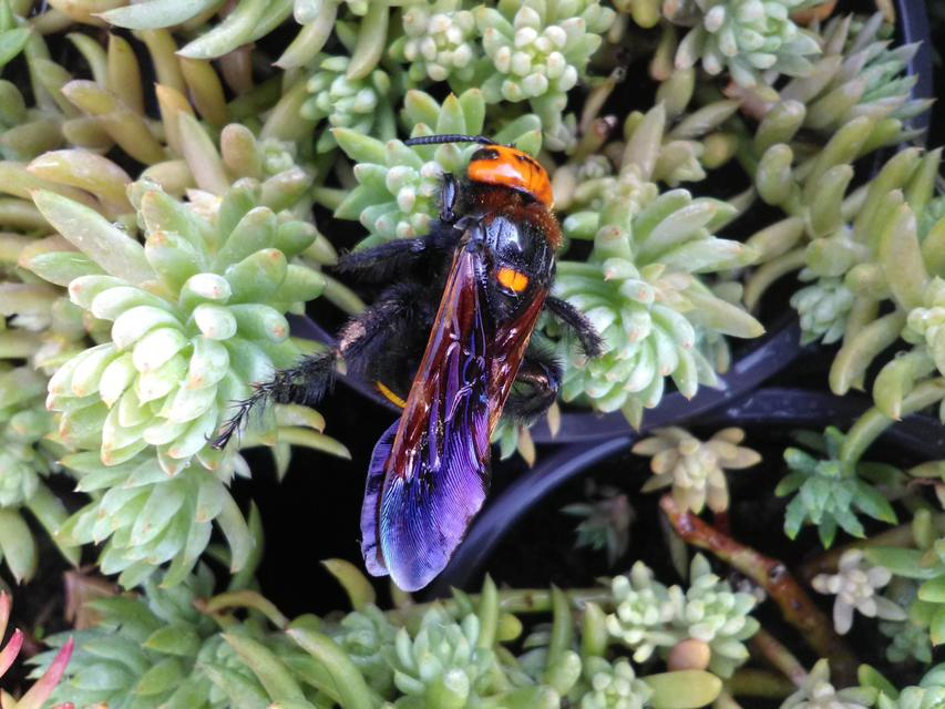 Megascolia maculata - óriás-tőrösdarázs
