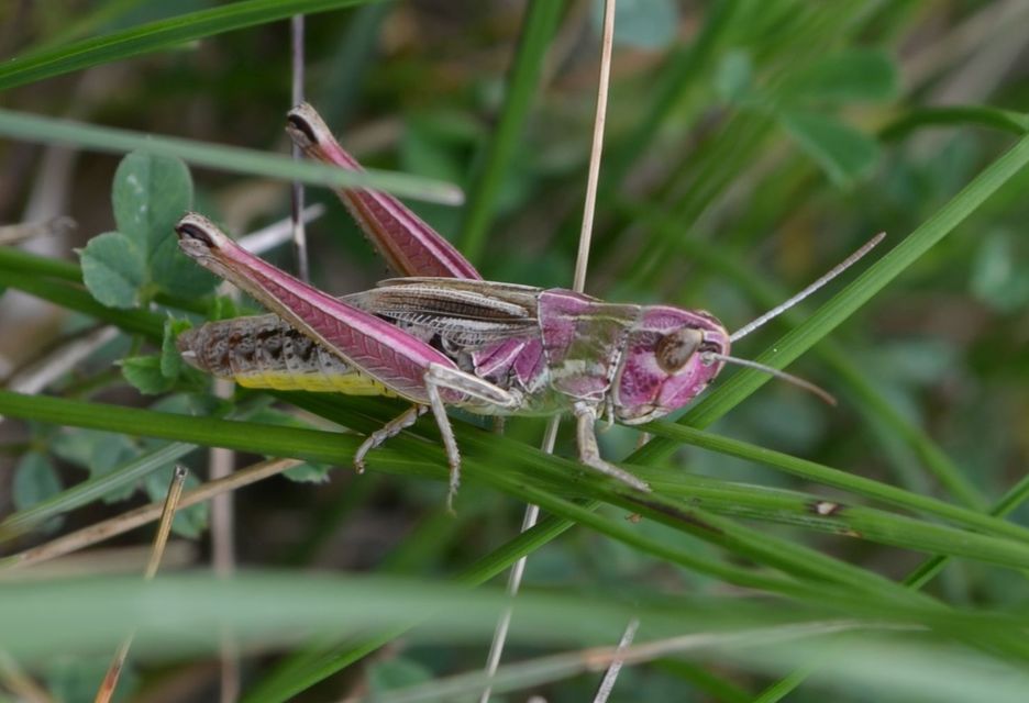Pseudochorthippus parallelus - közönséges rétisáska