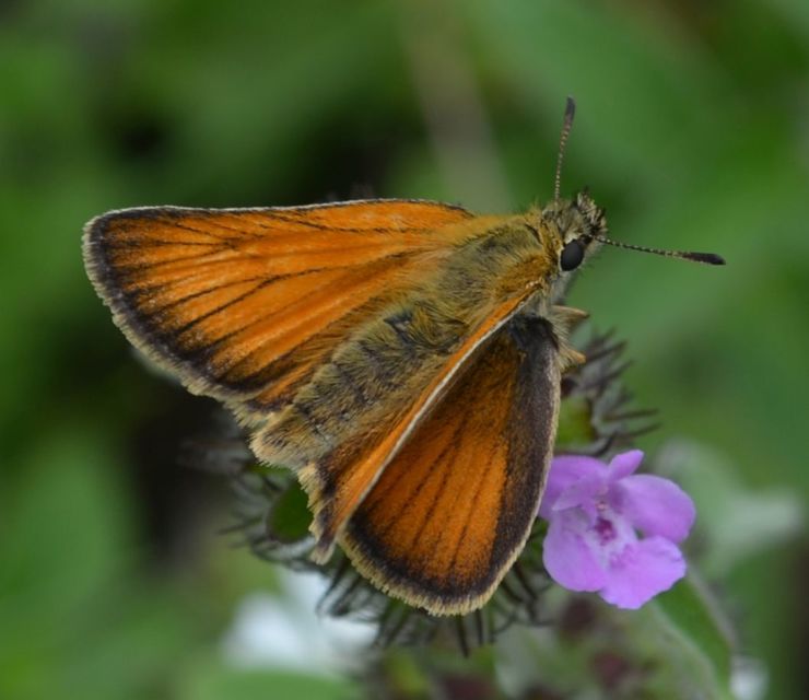 Thymelicus lineola - vonalas busalepke