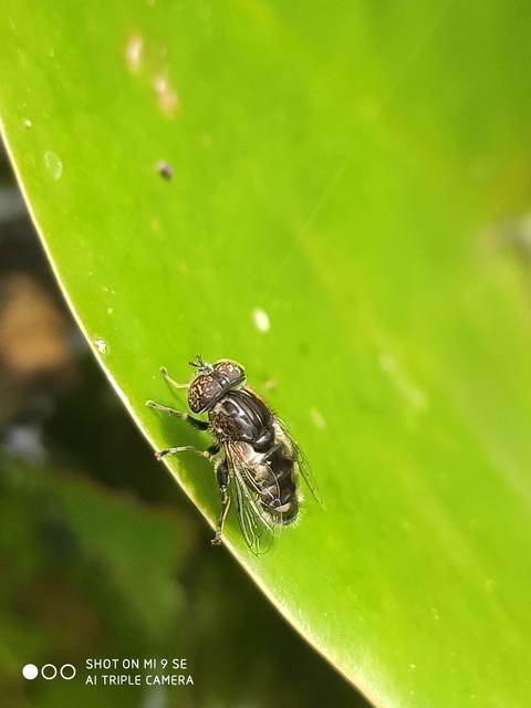 Eristalinus sepulchralis - fekete foltosszeműlégy