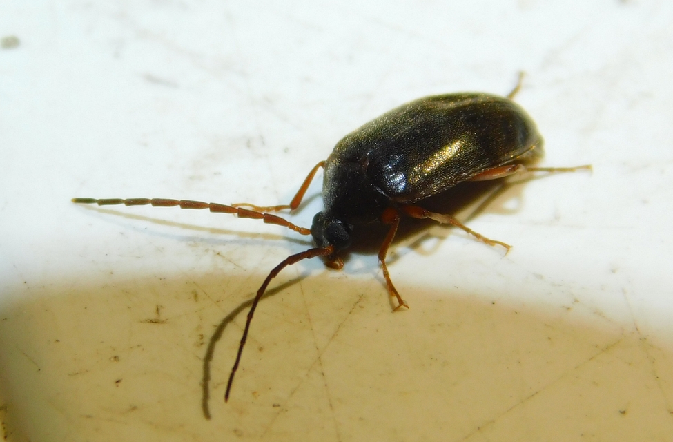 Hymenalia rufipes - rőtlábú alkonybogár