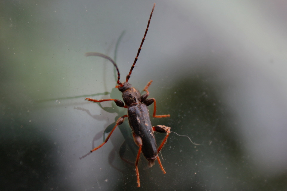 Phymatodes testaceus - változékony korongcincér Phymatodes testaceus - változékony korongcincér