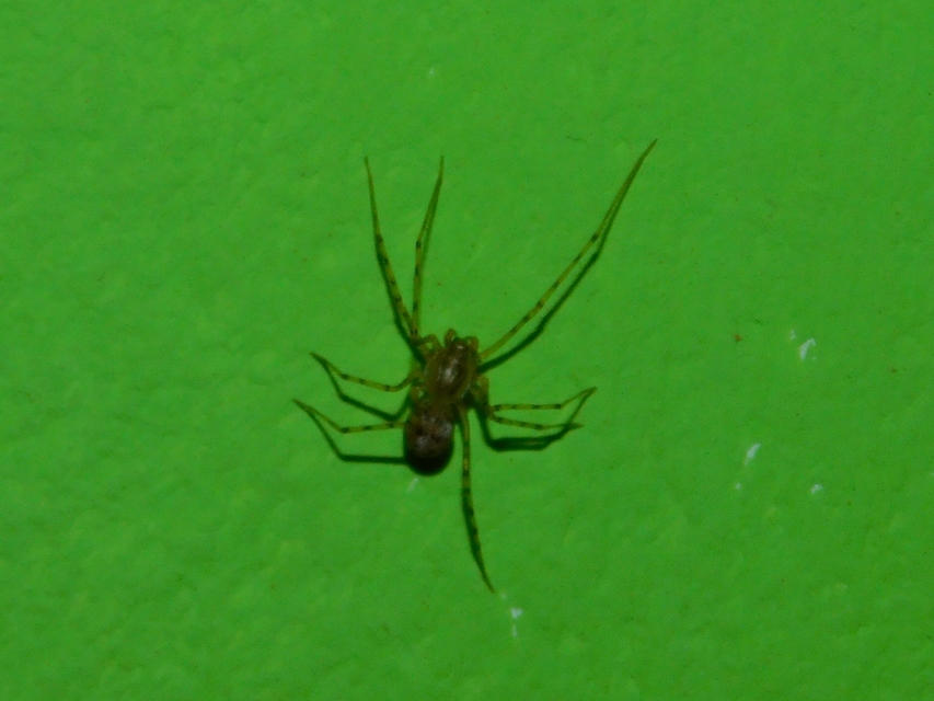Scytodes thoracica - közönséges csupaszpók