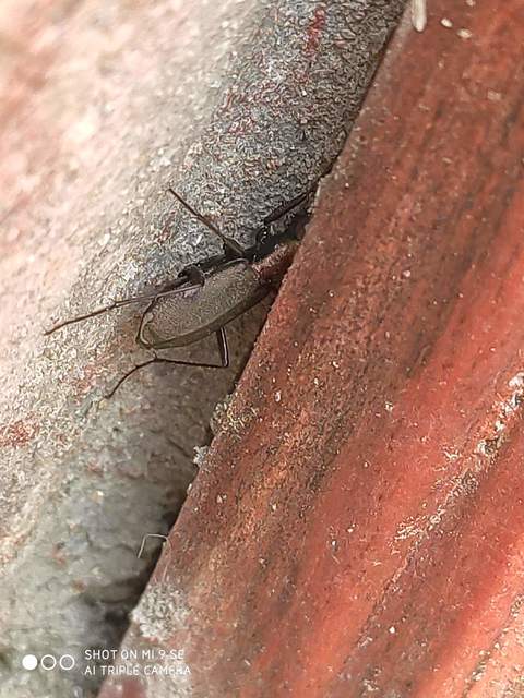 Cylindera germanica - parlagi homokfutrinka