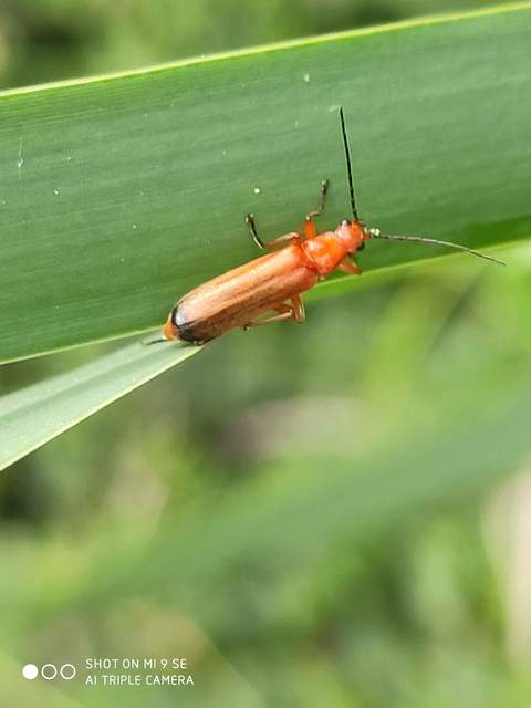 Rhagonycha fulva - feketevégű lágybogár