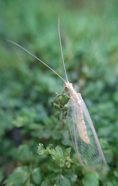 Chrysopidae - zöldfátyolkák