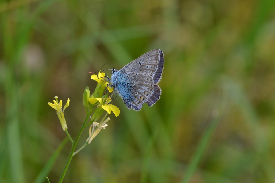 Polyommatus thersites - ibolyaszín boglárka