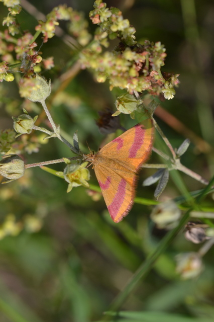 Lythria cruentaria - bíborcsíkos araszoló