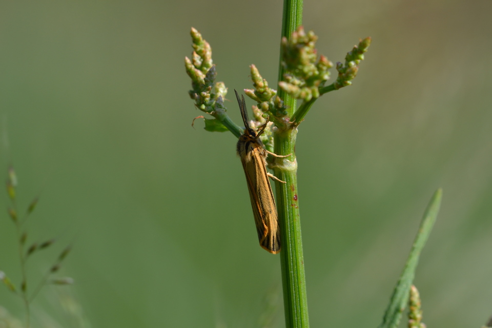 Spiris striata - csíkos molyszövő
