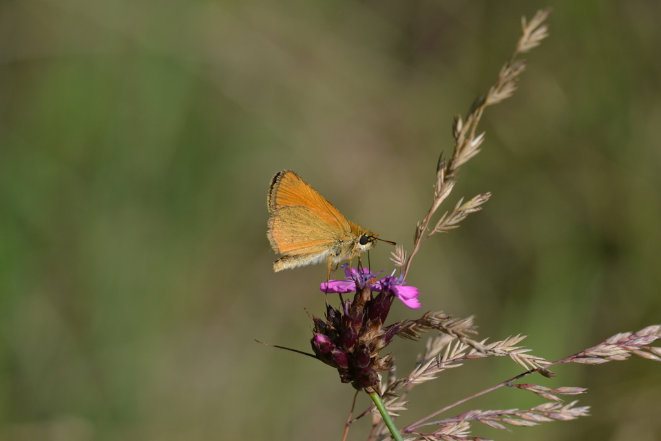 Thymelicus lineola - vonalas busalepke