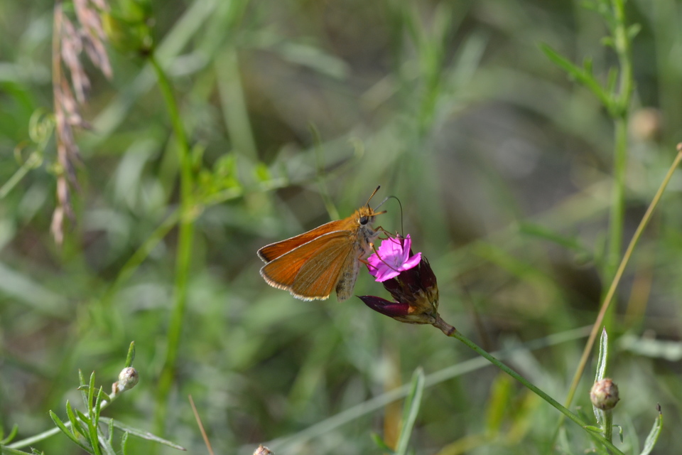 Thymelicus lineola - vonalas busalepke