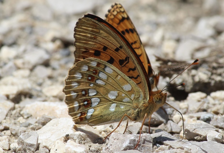 Argynnis adippe - ezüstös gyöngyházlepke