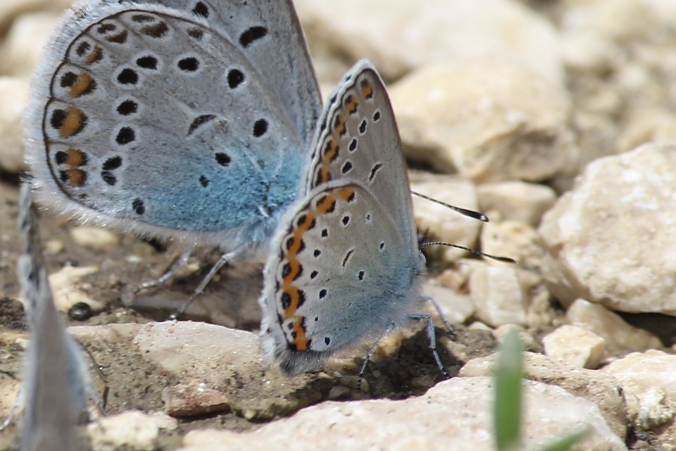 Plebejus argyrognomon - tintakék boglárka