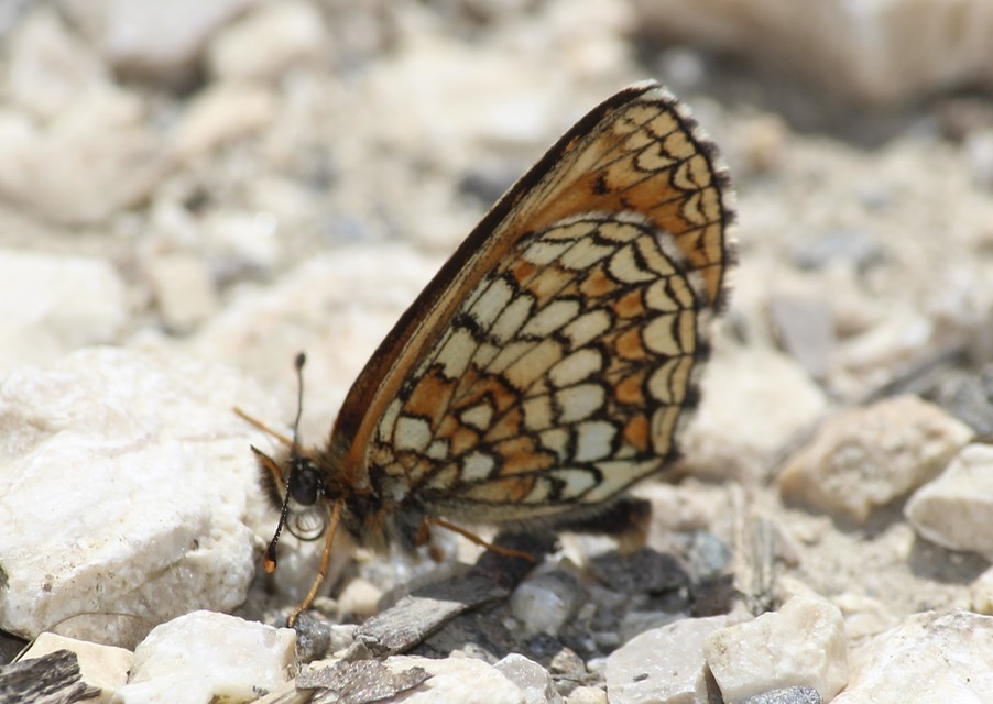Melitaea athalia - közönséges tarkalepke