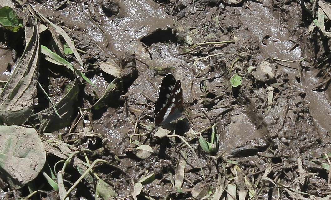 Limenitis camilla - kis lonclepke