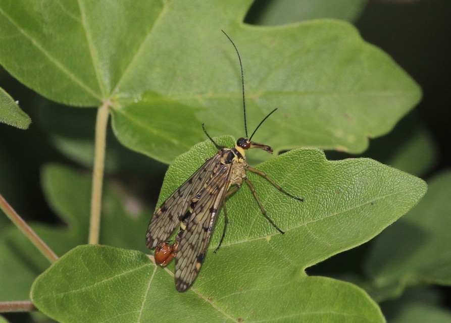 Panorpa hybrida