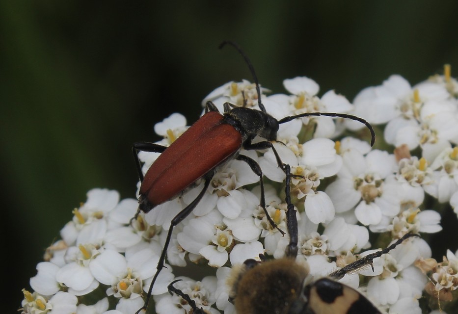 Anastrangalia sanguinolenta - kétszínű virágcincér