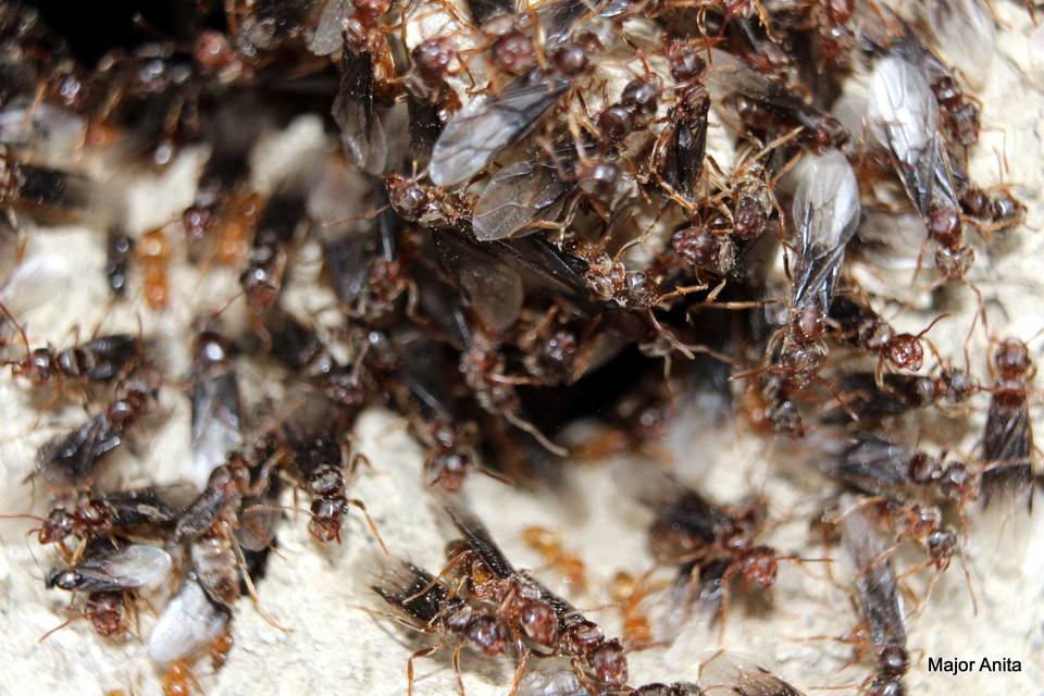 Lasius