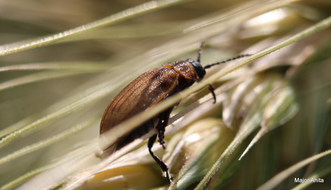 Galeruca pomonae - barna olajosbogár