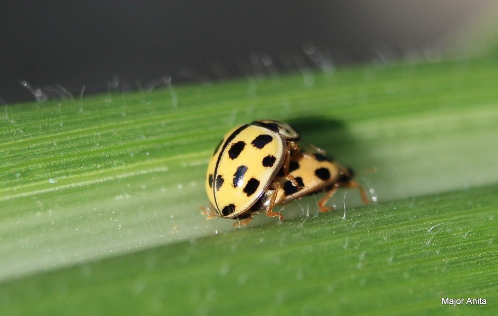 Propylea quatuordecimpunctata - tizennégypettyes füsskata