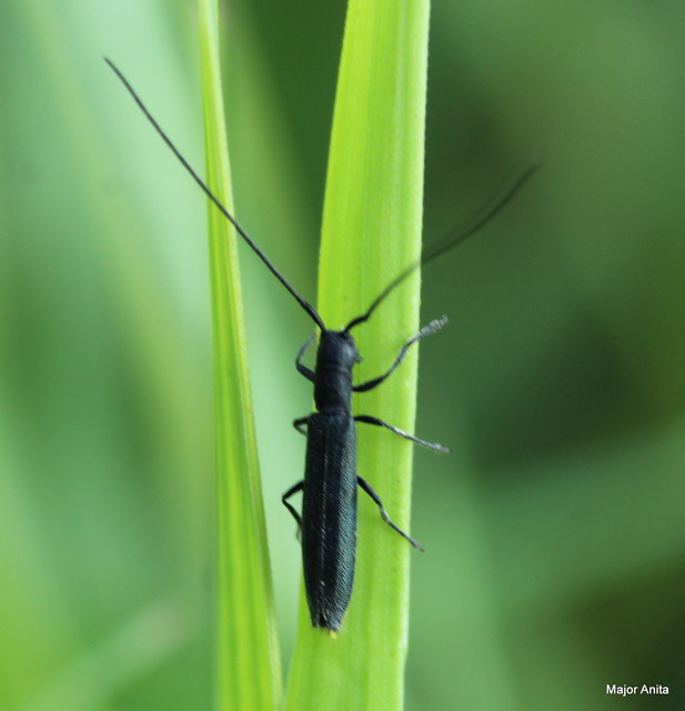 Theophilea subcylindricollis - hengeres szalmacincér