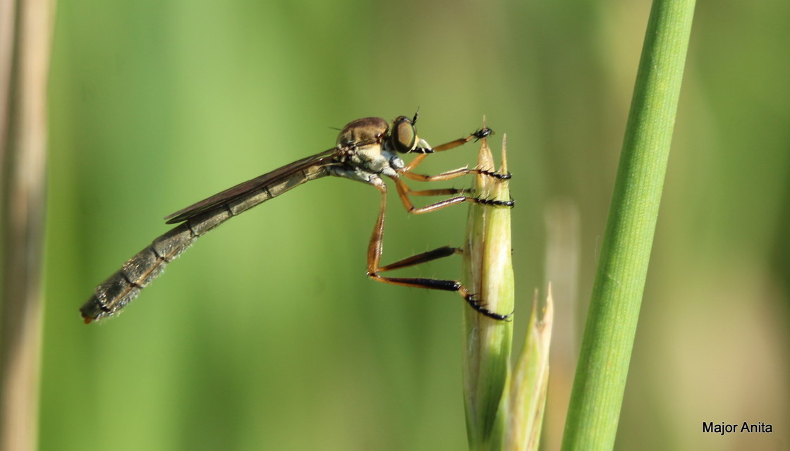 Leptogaster cylindrica