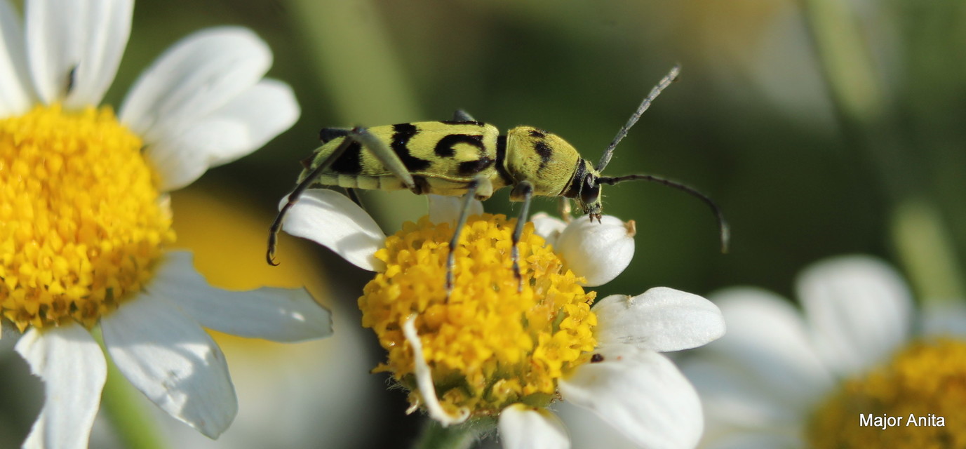 Chlorophorus varius - díszes darázscincér