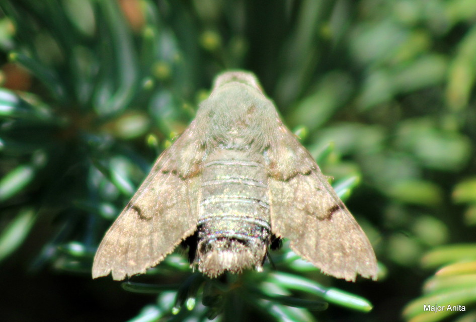 Macroglossum stellatarum - kacsafarkú szender