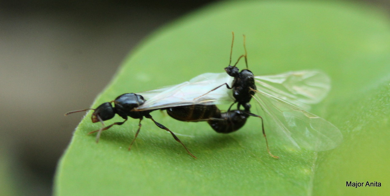 Tetramorium