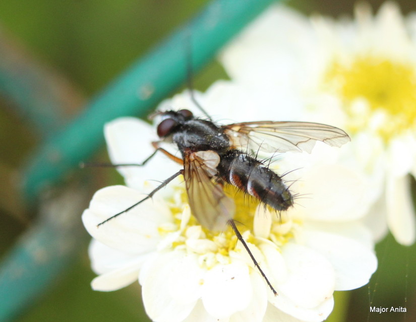 Mintho rufiventris