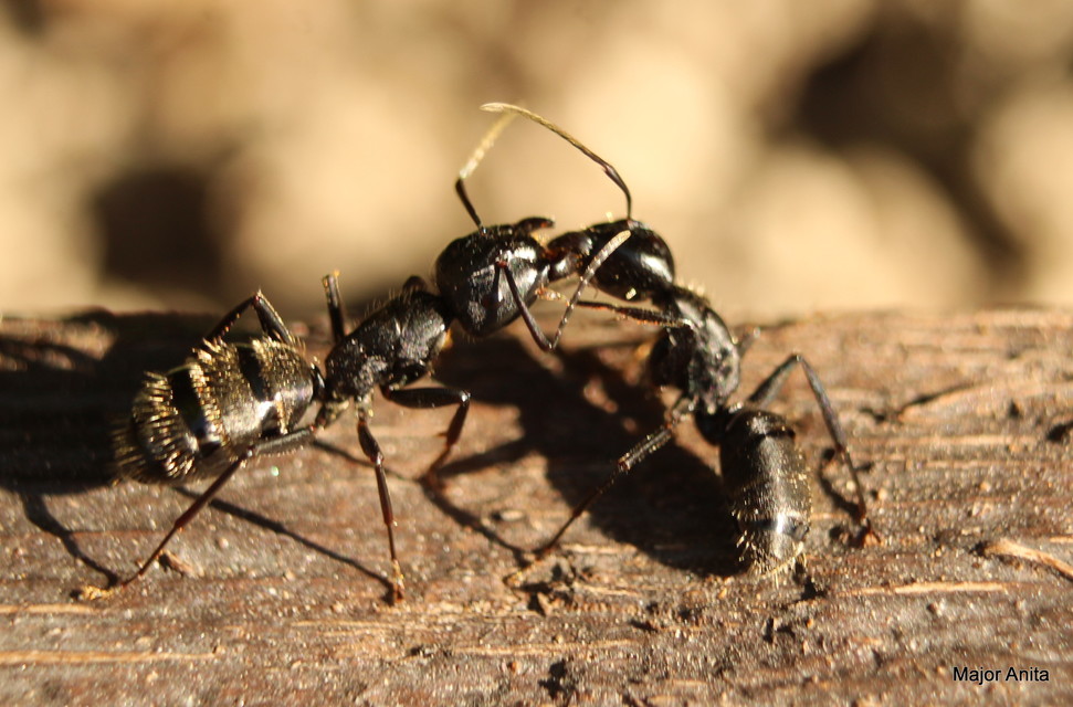 Camponotus vagus - fekete lóhangya